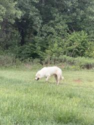 Found/Stray Male Dog last seen Near and county road 808, Cleburne, TX 76031