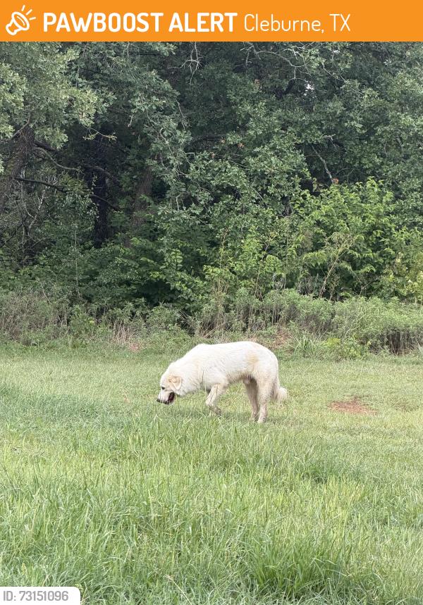 Found/Stray Male Dog last seen Near and county road 808, Cleburne, TX 76031
