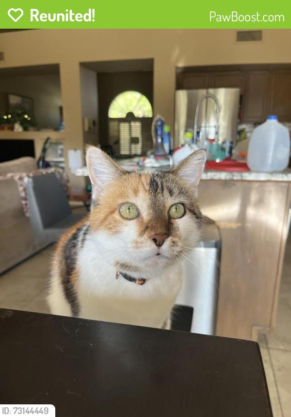 Reunited Female Cat last seen Near E WINCHCOMB DR Scottsdale ARIZONA 85260-7572, Scottsdale, AZ 85260
