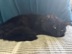 Reunited Male Cat last seen Trolley Crossing Complex, Middletown, CT 06457
