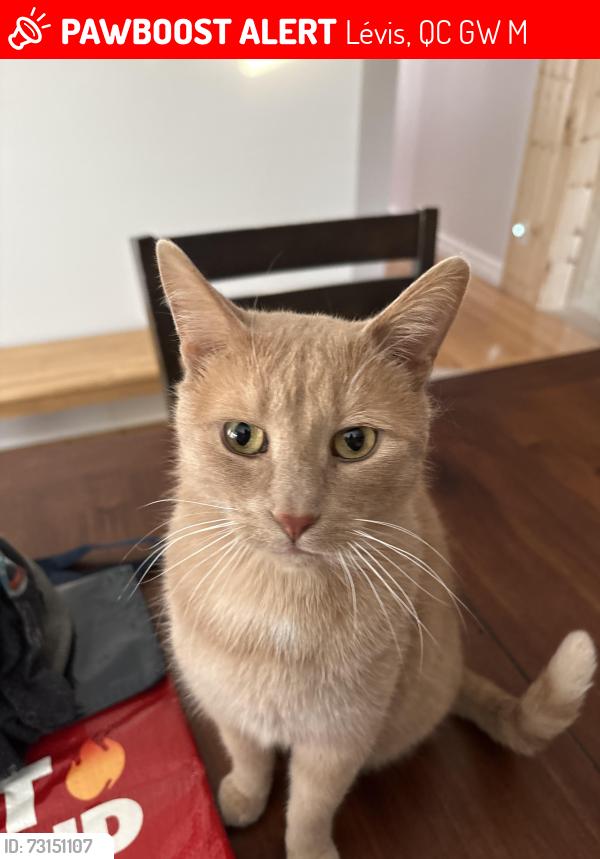 Lost Male Cat last seen Near chemin du Sault, Lévis, QC G6W 2M3