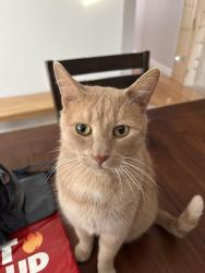 Lost Male Cat last seen Near chemin du Sault, Lévis, QC G6W 2M3