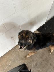 Found/Stray Male Dog last seen Hefner Rd. and Lake Hefner Parkway (the office park next to the large water tower), Oklahoma City, OK 73120