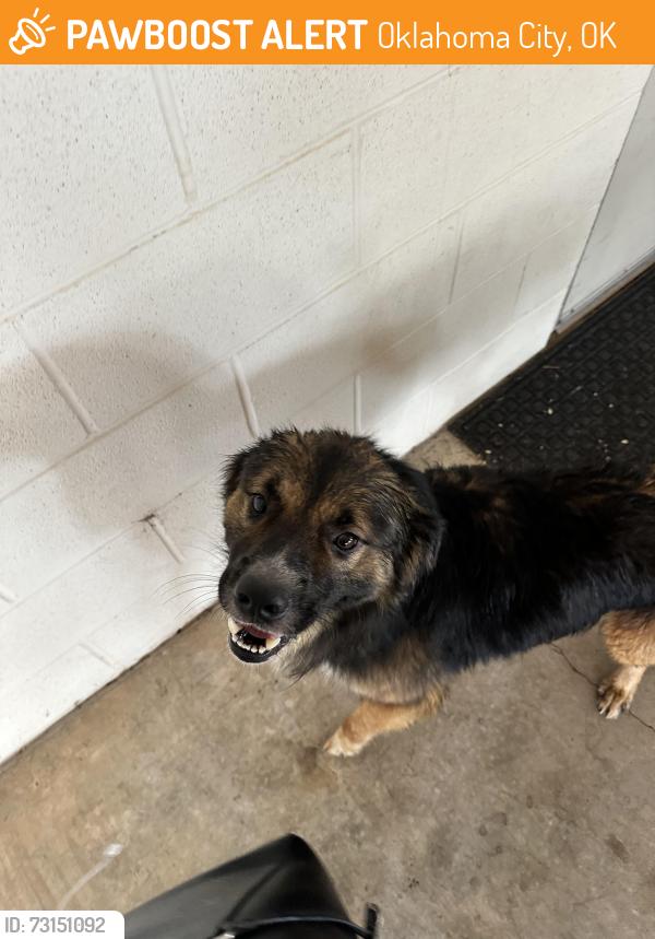 Found/Stray Male Dog last seen Hefner Rd. and Lake Hefner Parkway (the office park next to the large water tower), Oklahoma City, OK 73120