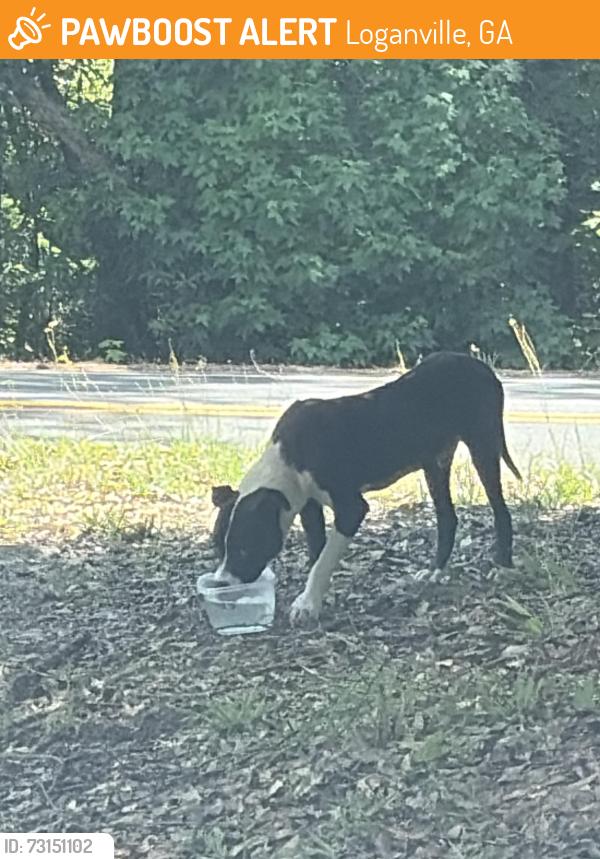 Found/Stray Male Dog last seen thompson mill rd, Loganville, GA 30052