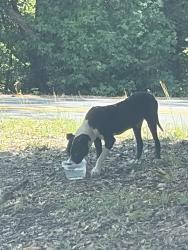 Found/Stray Male Dog last seen thompson mill rd, Loganville, GA 30052