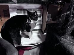 Reunited Male Cat last seen 26th and kostner, Chicago, IL 60623
