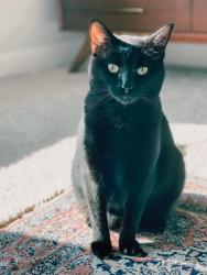 Lost Male Cat last seen NE 60th and Baseline, Hillsboro, OR 97124
