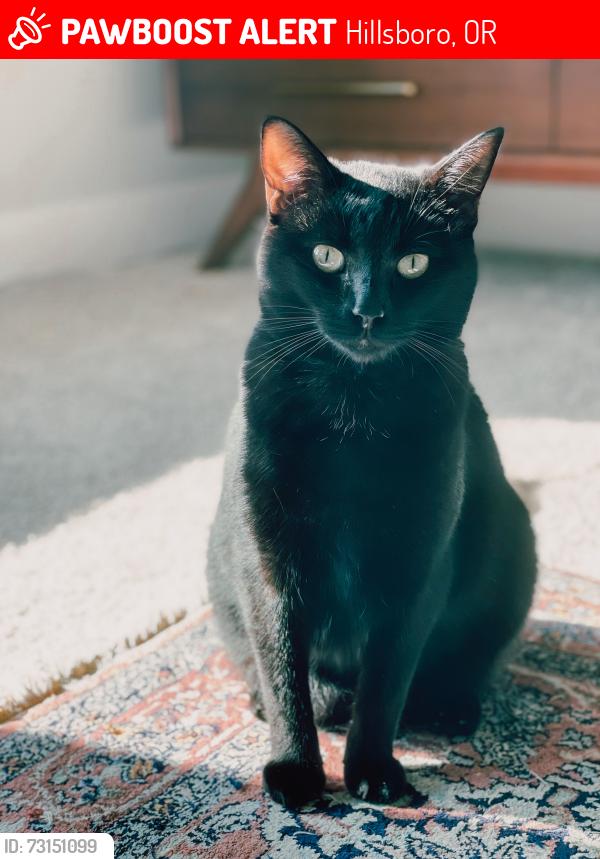 Lost Male Cat last seen NE 60th and Baseline, Hillsboro, OR 97124