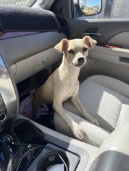 Found/Stray Female Dog last seen S Madison st, Stockton, CA 95202