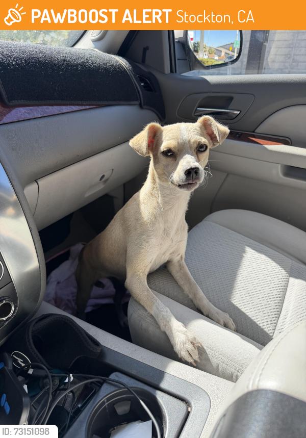 Found/Stray Female Dog last seen S Madison st, Stockton, CA 95202