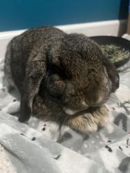 Found/Stray Unknown Rabbit last seen Bing Rd, Bothell West, WA 98036