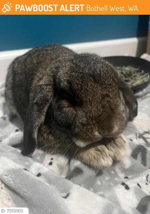 Found/Stray Unknown Rabbit last seen Bing Rd, Bothell West, WA 98036