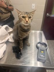 Shelter Stray Female Cat last seen ALEXANDRIA, VA, 22310, FLOWER LN & COTTONWOOD DR, Fairfax County, VA, 4500 West Ox Rd, Fairfax, VA 22030, USA