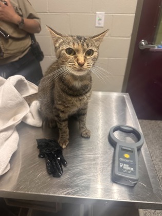 Shelter Stray Female Cat last seen Alexandria, VA, 22310, Flower LN & Cottonwood Dr, Fairfax County, VA, 4500 West Ox Rd, Fairfax, VA 22030, USA