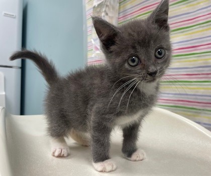 Shelter Stray Female Cat last seen Near Connell Ave, 45840, OH, 827 Illinois Ave, Maumee, OH 43537, USA