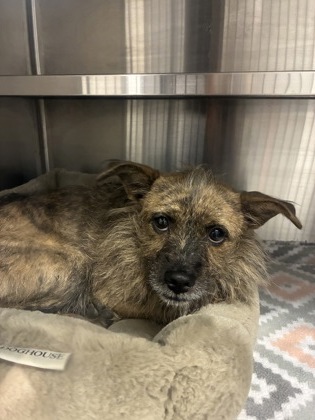 Shelter Stray Female Dog last seen Near flyod lane, County/Unicorporated, NC, 1491 Business Park Ct, Gastonia, NC 28052, USA