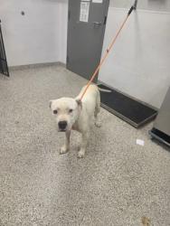 Shelter Stray Male Dog last seen Near Crawford Rd, County/Unicorporated, NC, 1491 Business Park Ct, Gastonia, NC 28052, USA