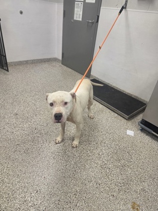 Shelter Stray Male Dog last seen Near Crawford Rd, County/Unicorporated, NC, 1491 Business Park Ct, Gastonia, NC 28052, USA
