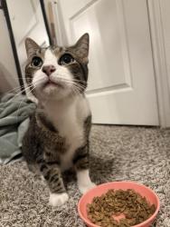 Reunited Unknown Cat last seen Near 1st St, Sanger, TX 76266, USA, Sanger, TX 76266