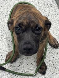 Shelter Stray Female Dog last seen Near Pebble Dr., East Point, GA, 1251 Fulton Industrial Blvd NW, Atlanta, GA 30336, USA