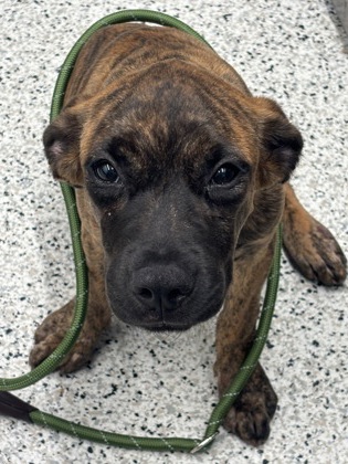Shelter Stray Female Dog last seen Near Pebble Dr., East Point, GA, 1251 Fulton Industrial Blvd NW, Atlanta, GA 30336, USA