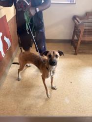 Shelter Stray Male Dog last seen Center St + Cedar Ridge Rd, Duncanville, TX, 1150 E Pleasant Run Rd, Cedar Hill, TX 75104, USA