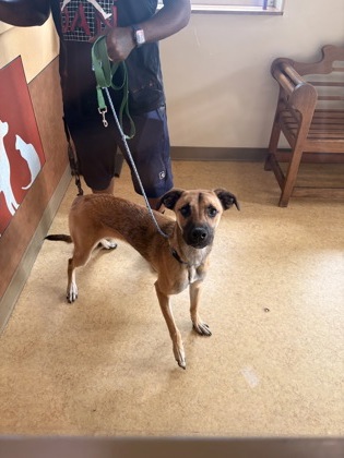 Shelter Stray Male Dog last seen Center St + Cedar Ridge Rd, Duncanville, TX, 1150 E Pleasant Run Rd, Cedar Hill, TX 75104, USA