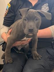 Shelter Stray Male Dog last seen Edgewater Park, 1st District, OH, 9203 Detroit Ave, Cleveland, OH 44102, USA