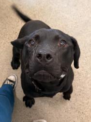 Shelter Stray Male Dog last seen Near Dickens, 4th District, OH, 9203 Detroit Ave, Cleveland, OH 44102, USA
