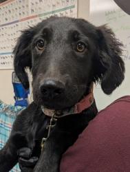 Shelter Stray Male Dog last seen Near Los Caballos, Casa Colorado,, 1209 NM-314, Los Lunas, NM 87031, USA