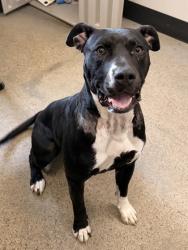 Shelter Stray Female Dog last seen Zoar Ct, 2nd District, OH, 9203 Detroit Ave, Cleveland, OH 44102, USA