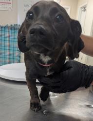 Shelter Stray Female Dog last seen Off-site hold :) Found Abandoned behind Auto Zone, Valencia,, 1209 NM-314, Los Lunas, NM 87031, USA