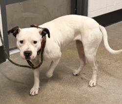 Shelter Stray Female Dog last seen Near Woodside, 5th District, OH, 9203 Detroit Ave, Cleveland, OH 44102, USA