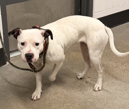 Shelter Stray Female Dog last seen Near Woodside, 5th District, OH, 9203 Detroit Ave, Cleveland, OH 44102, USA