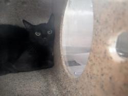 Shelter Stray Unknown Cat last seen Impala drive (BELEN ACO), Belen,, 1209 NM-314, Los Lunas, NM 87031, USA