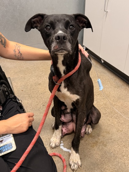 Shelter Stray Female Dog last seen E 147 & Bartlett, 4th District, OH, 9203 Detroit Ave, Cleveland, OH 44102, USA