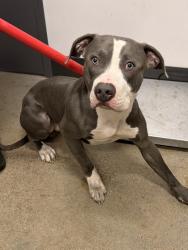 Shelter Stray Male Dog last seen , , OH, 9203 Detroit Ave, Cleveland, OH 44102, USA