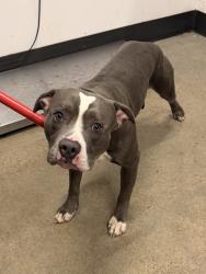 Shelter Stray Male Dog last seen , , OH, 9203 Detroit Ave, Cleveland, OH 44102, USA