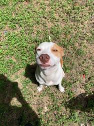Reunited Male Dog last seen Village Row, San Antonio, TX 78218, USA, San Antonio, TX 78218