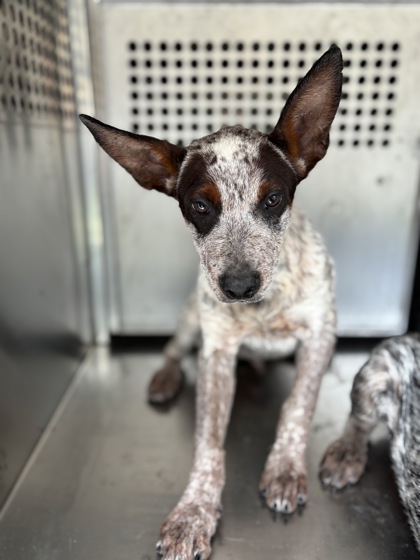 Shelter Stray Male Dog last seen Near Carter Park Dr, South District, TX, 355 Hillshire Dr, Haslet, TX 76052, USA