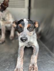 Shelter Stray Male Dog last seen Near Carter Park Dr, South District, TX, 355 Hillshire Dr, Haslet, TX 76052, USA