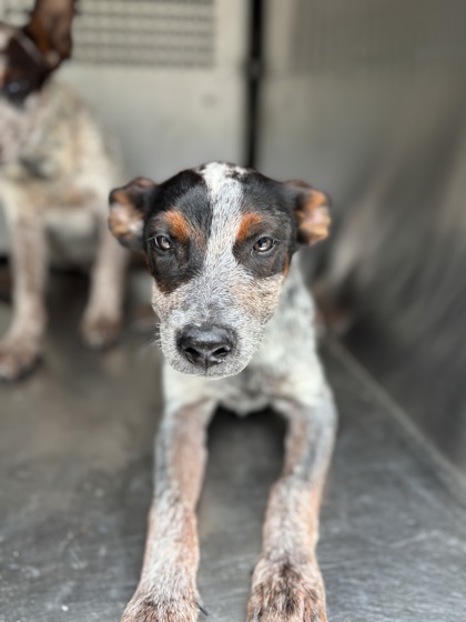Shelter Stray Male Dog last seen Near Carter Park Dr, South District, TX, 355 Hillshire Dr, Haslet, TX 76052, USA