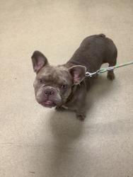 Shelter Stray Female Dog last seen Near University Drive, West District, TX, 355 Hillshire Dr, Haslet, TX 76052, USA