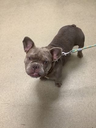 Shelter Stray Female Dog last seen Near University Drive, West District, TX, 355 Hillshire Dr, Haslet, TX 76052, USA