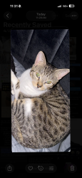 Lost Female Cat last seen Hilltop commons apmts, San Pablo, CA 94806