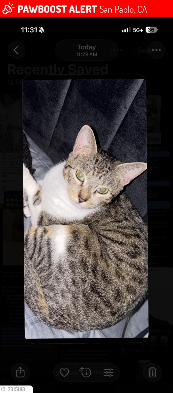 Lost Female Cat last seen Hilltop commons apmts, San Pablo, CA 94806