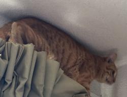 Shelter Stray Unknown Cat last seen Near NORTH FWY, North District,, 355 Hillshire Dr, Haslet, TX 76052, USA