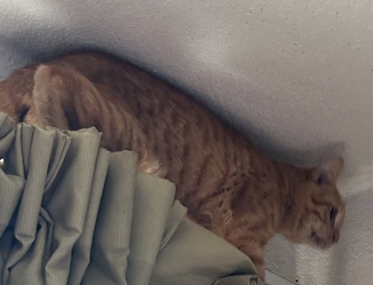 Shelter Stray Unknown Cat last seen Near NORTH FWY, North District,, 355 Hillshire Dr, Haslet, TX 76052, USA