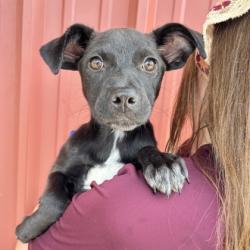 Shelter Stray Female Dog last seen Sophia Ln and Wellborn Rd, Texas A&M University, TX, 5359 Leonard Rd, Bryan, TX 77807, USA
